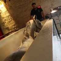 #44 J'ai testé pour vous … une journée au Haras de Malleret