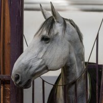 Découverte des installations de l'ecole nationale d'équitation de saumur ©Franck Simon